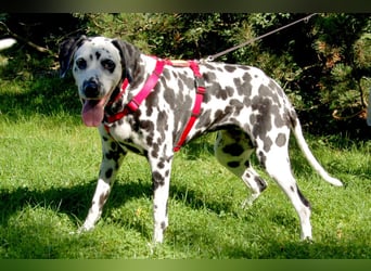 Josy Da - Hundeseniorin sucht neues Glück - Tierhilfe Franken e.V.