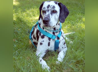 Fiona Da - hübsche, menschenbezogene Hündin - Tierhilfe Franke e.V.