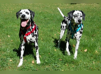 Fiona Da - hübsche, menschenbezogene Hündin - Tierhilfe Franke e.V.