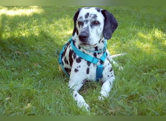 Fiona Da - hübsche, menschenbezogene Hündin - Tierhilfe Franke e.V.