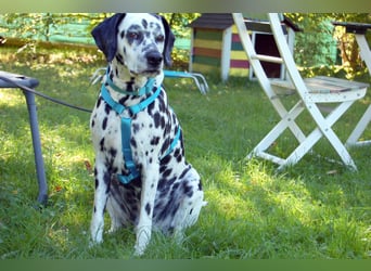 Fiona Da - hübsche, menschenbezogene Hündin - Tierhilfe Franke e.V.