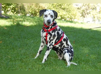 Josy Da - Hundeseniorin sucht neues Glück - Tierhilfe Franken e.V.