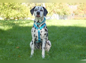 Fiona Da - hübsche, menschenbezogene Hündin - Tierhilfe Franke e.V.