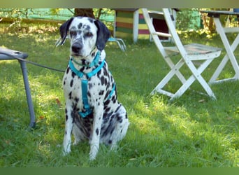 Fiona Da - hübsche, menschenbezogene Hündin - Tierhilfe Franke e.V.