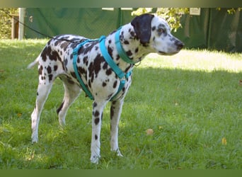 Fiona Da - hübsche, menschenbezogene Hündin - Tierhilfe Franke e.V.