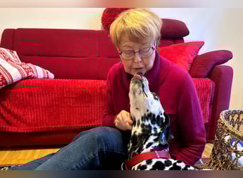 Josy Da - freundliche, gut erzogene Hündin - Tierhilfe Franken e.V.