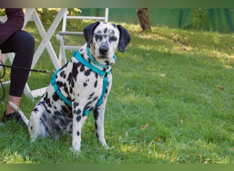 Fiona Da - hübsche, menschenbezogene Hündin - Tierhilfe Franke e.V.