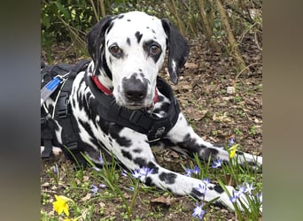 Josy Da - freundliche, gut erzogene Hündin - Tierhilfe Franken e.V.