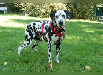 Josy Da - Hundeseniorin sucht neues Glück - Tierhilfe Franken e.V.