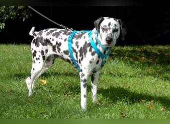 Fiona Da - hübsche, menschenbezogene Hündin - Tierhilfe Franke e.V.