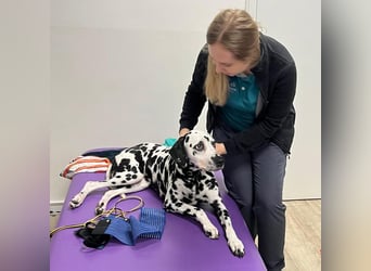 Josy Da - freundliche, gut erzogene Hündin - Tierhilfe Franken e.V.