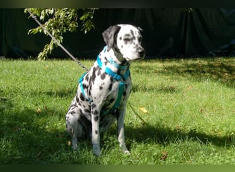 Fiona Da - hübsche, menschenbezogene Hündin - Tierhilfe Franke e.V.