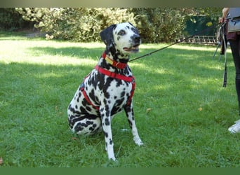 Josy Da - Hundeseniorin sucht neues Glück - Tierhilfe Franken e.V.