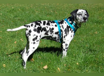 Fiona Da - hübsche, menschenbezogene Hündin - Tierhilfe Franke e.V.