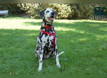 Josy Da - Hundeseniorin sucht neues Glück - Tierhilfe Franken e.V.