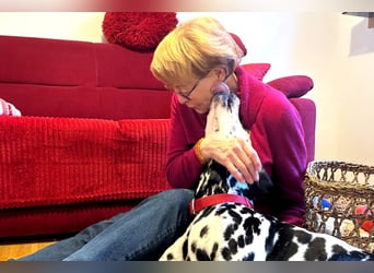 Josy Da - freundliche, gut erzogene Hündin - Tierhilfe Franken e.V.