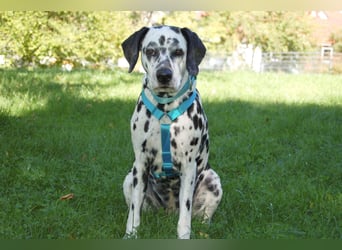 Fiona Da - hübsche, menschenbezogene Hündin - Tierhilfe Franke e.V.
