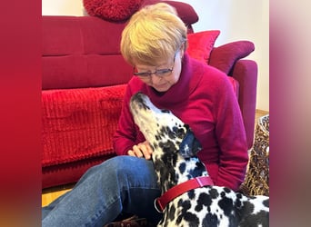 Josy Da - freundliche, gut erzogene Hündin - Tierhilfe Franken e.V.