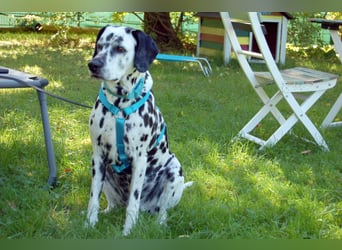 Fiona Da - hübsche, menschenbezogene Hündin - Tierhilfe Franke e.V.