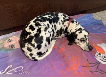 Josy Da - freundliche, gut erzogene Hündin - Tierhilfe Franken e.V.