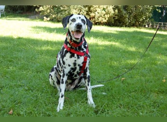 Josy Da - Hundeseniorin sucht neues Glück - Tierhilfe Franken e.V.