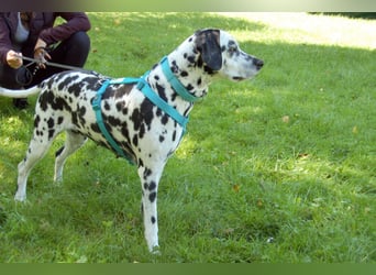 Fiona Da - hübsche, menschenbezogene Hündin - Tierhilfe Franke e.V.