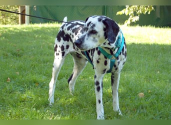 Fiona Da - hübsche, menschenbezogene Hündin - Tierhilfe Franke e.V.
