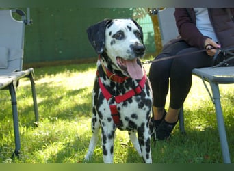 Josy Da - Hundeseniorin sucht neues Glück - Tierhilfe Franken e.V.
