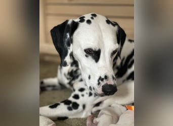 Exklusive Dalmatiner-Welpen