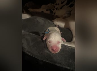 Exklusive Dalmatiner-Welpen