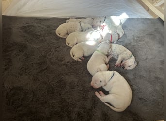 Exklusive Dalmatiner-Welpen