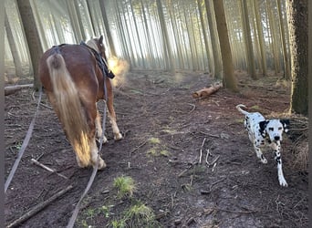 Exklusive Dalmatiner-Welpen