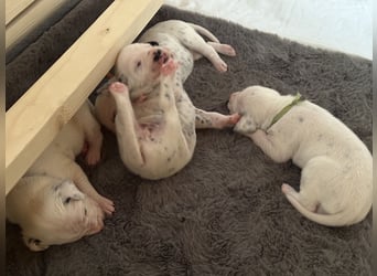 Exklusive Dalmatiner-Welpen