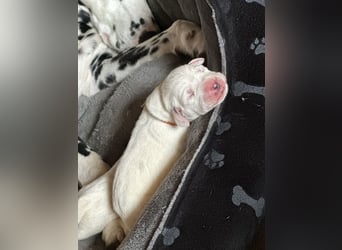 Exklusive Dalmatiner-Welpen