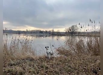 Exklusive Dalmatiner-Welpen