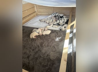 Exklusive Dalmatiner-Welpen