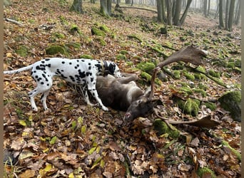 Exklusive Dalmatiner-Welpen