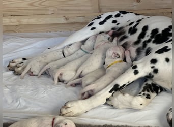 Exklusive Dalmatiner-Welpen