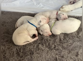 Exklusive Dalmatiner-Welpen