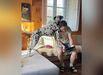 Exklusive Dalmatiner-Welpen