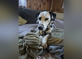 Exklusive Dalmatiner-Welpen