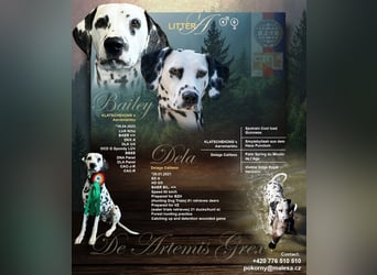 Exklusive Dalmatiner-Welpen