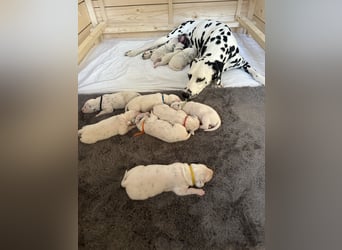 Exklusive Dalmatiner-Welpen
