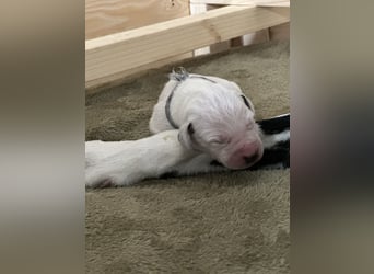 Exklusive Dalmatiner-Welpen