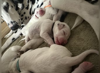 Exklusive Dalmatiner-Welpen