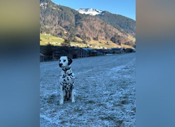 Exklusive Dalmatiner-Welpen