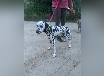 Perdita, bildhübsche Dalmatiner Hündin geb. 04/2021