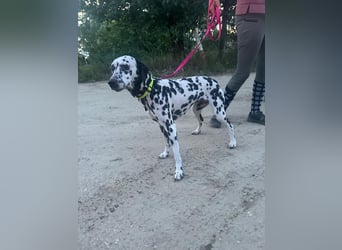 Perdita, bildhübsche Dalmatiner Hündin geb. 04/2021