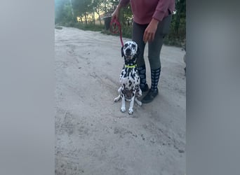 Perdita, bildhübsche Dalmatiner Hündin geb. 04/2021