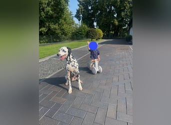 Askan, sanfmütiger Dalmatiner mit Handicap geb. 2021